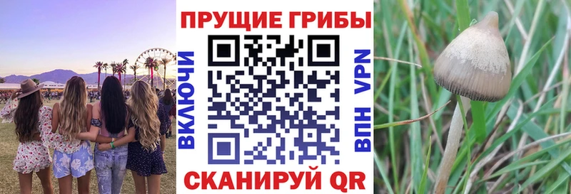 Купить закладки  Волгореченск  Псилоцибиновые грибы Cubensis 
